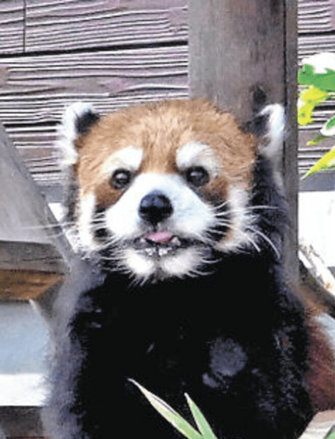 「ライム、元気でね」　レッサーパンダとの別れに100人のファン集まる